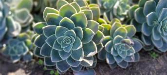辦公室裝修:打造你的舒適綠色辦公室環(huán)境，療愈系多肉植物5選！